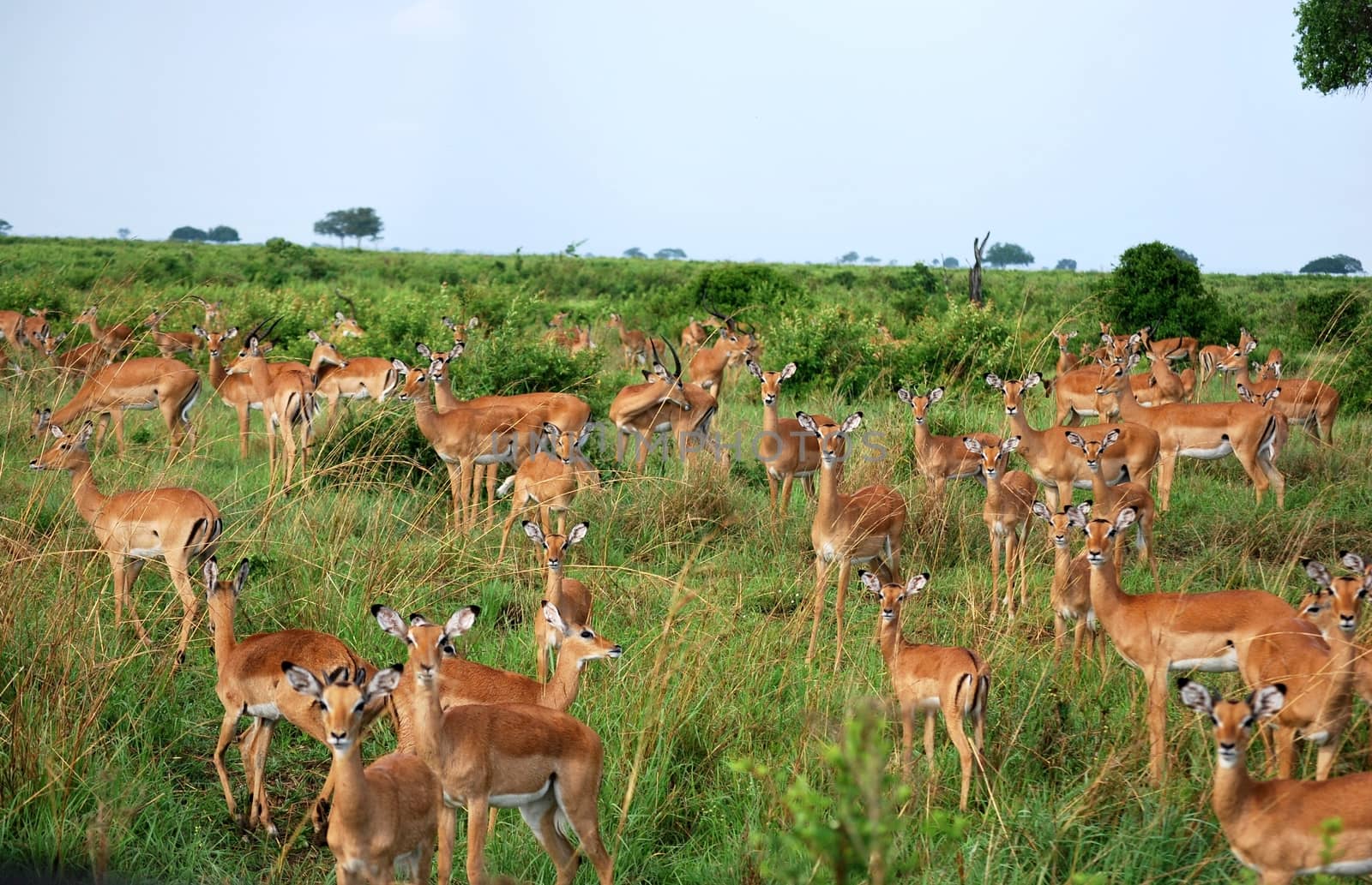 Herd of impalas in the savanna of a park in Tanzania