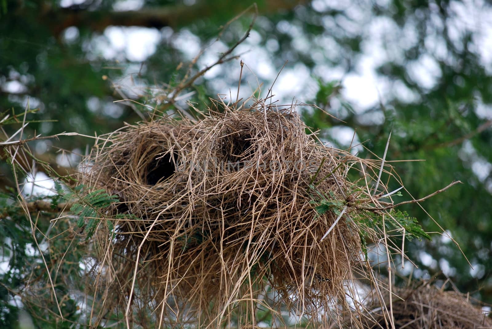 Cylindrical bird's nest on a branch of a Tanzanian park