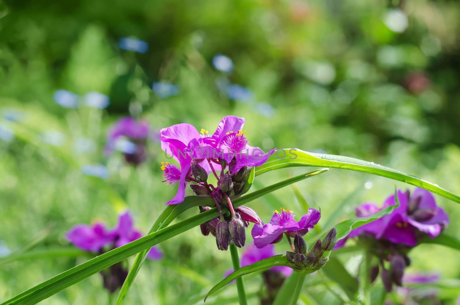 Spiderwort flowers on nature background, colorful bokeh