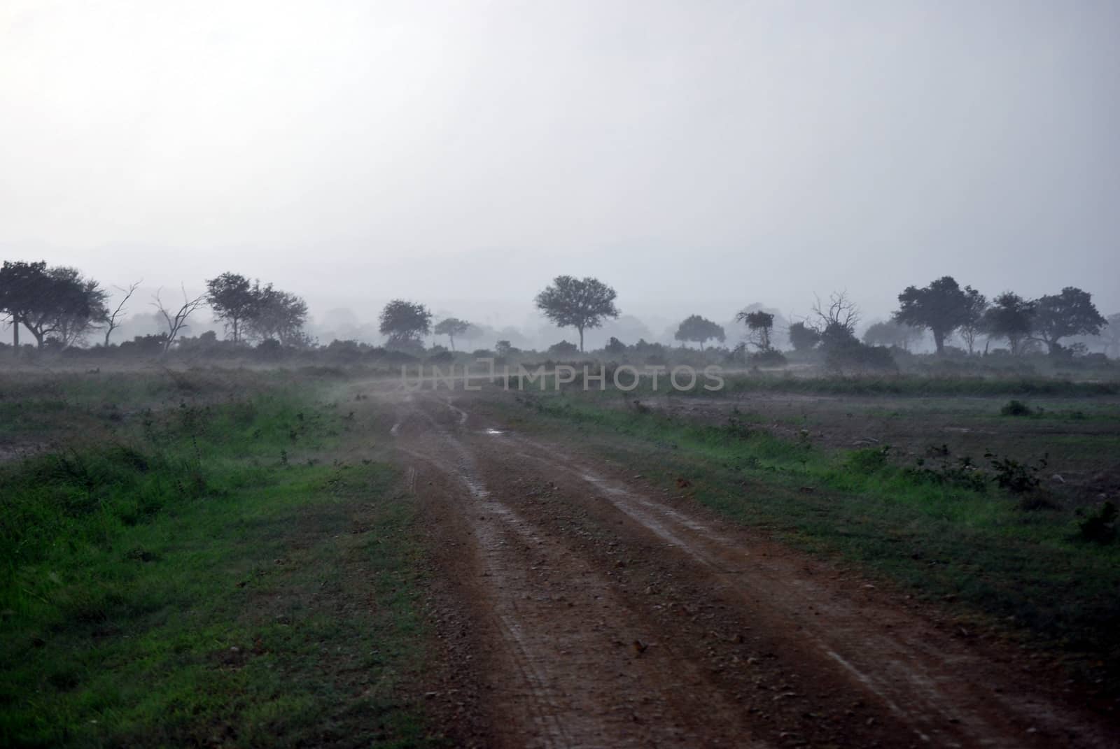Mist after a thunderstorm on the savanna of a Tanzanian park