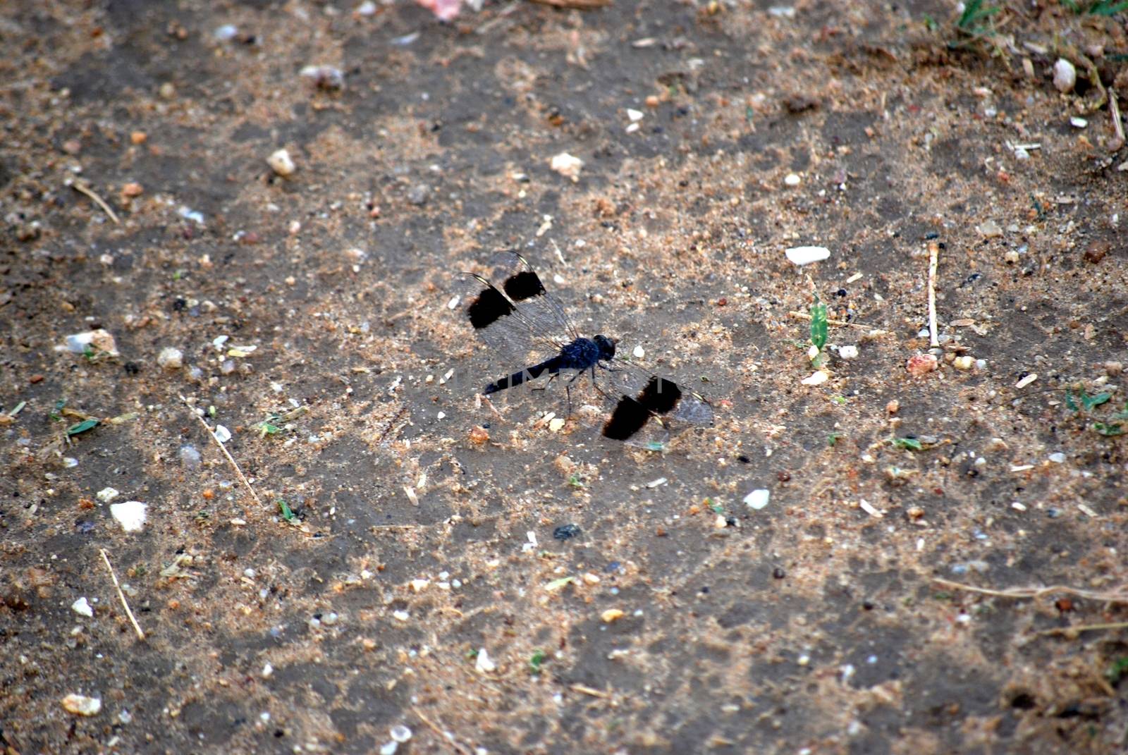 Dragonfly black and blue on the ground of a Tanzanian park