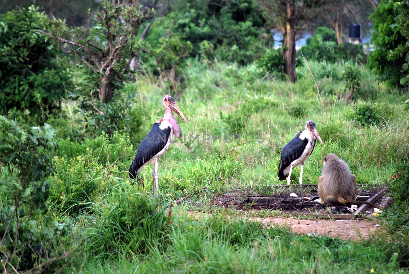 Two marabouts and a baboon by Philou1000