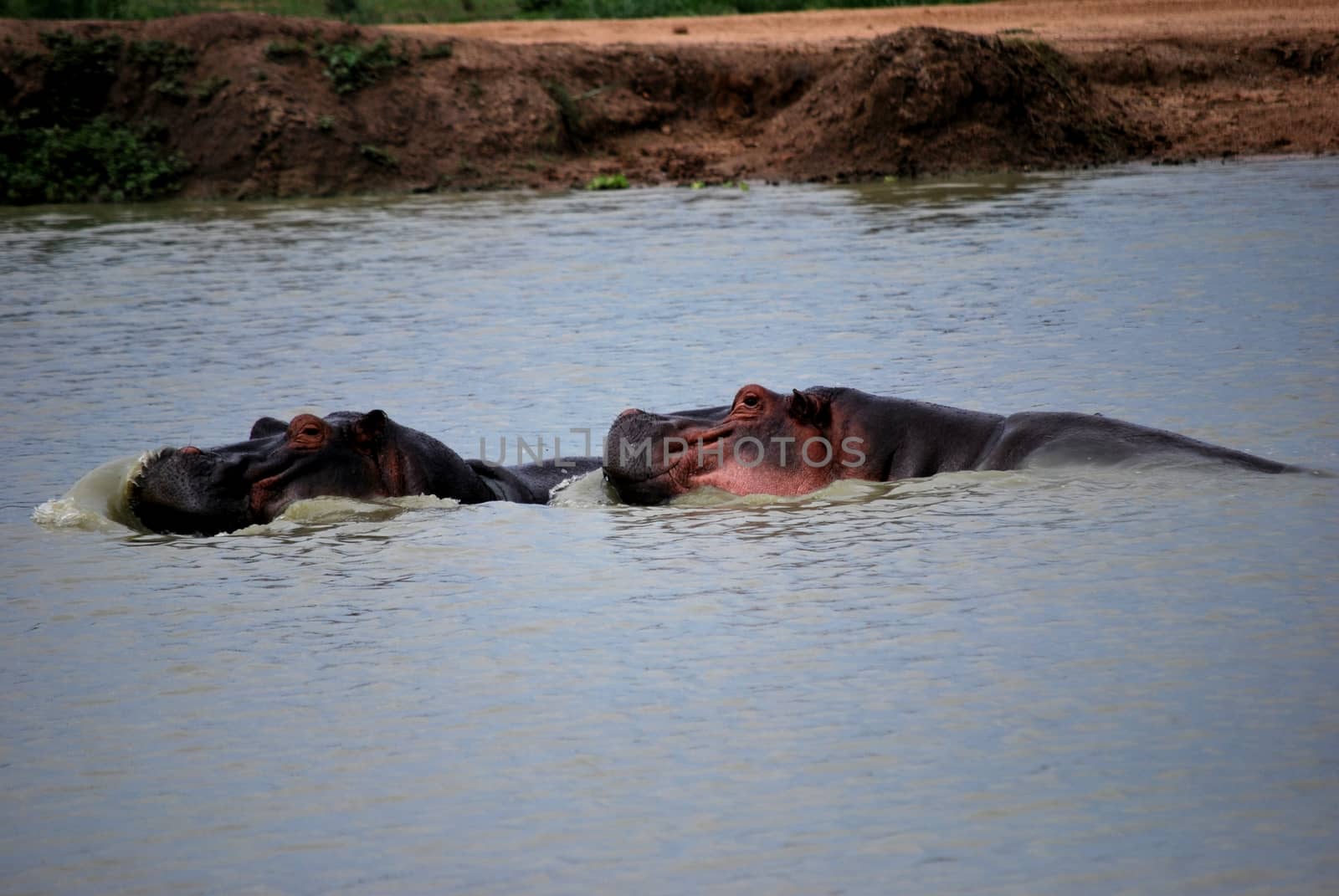 Two hippopotamuses in the water by Philou1000