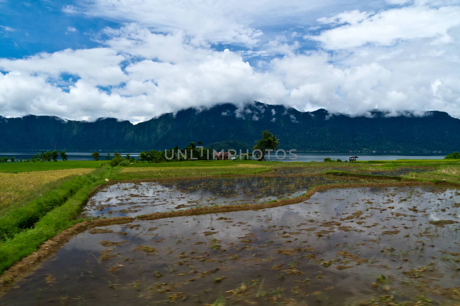 Paddyfield by the lake with mountains in the background