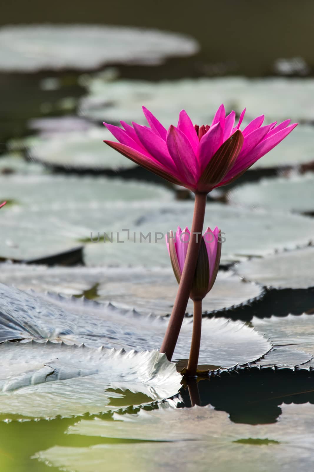 pink lotus bloos out from the lake surface