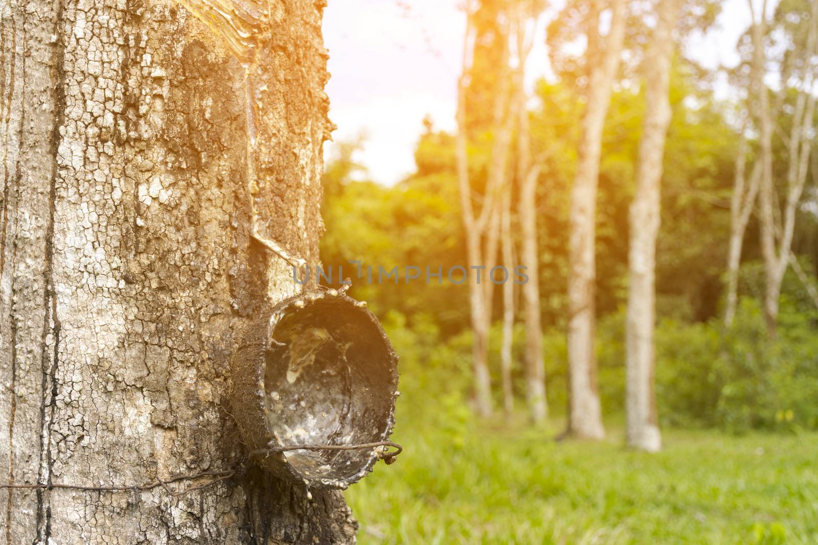 Rubber tree with sunshine background of nature,Close up