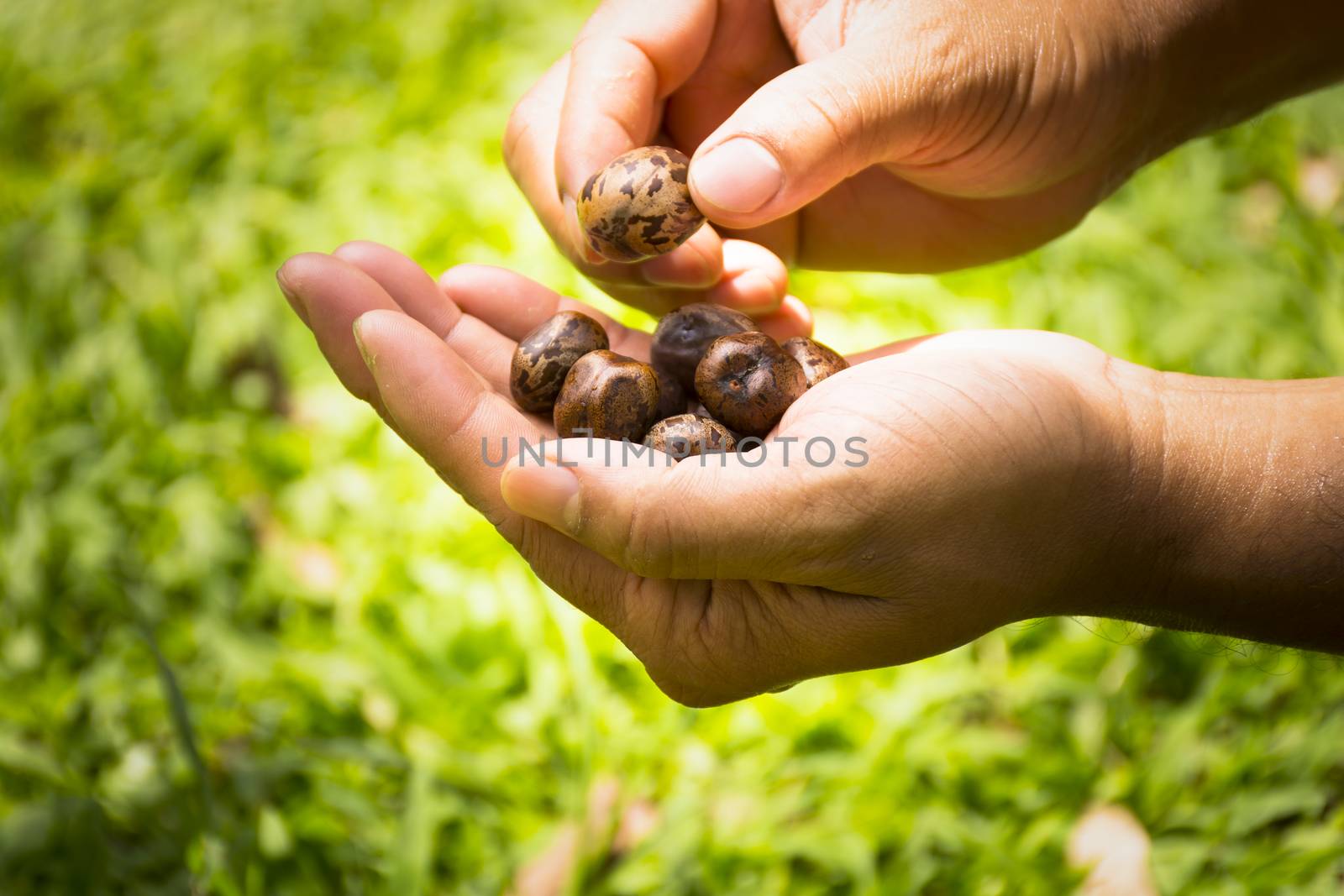 Rubber seeds in hands of farmers on green background.Zoom in.0001 by engphoto