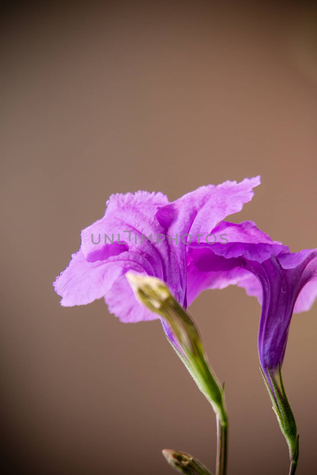purple trumpet flower in the morning light
