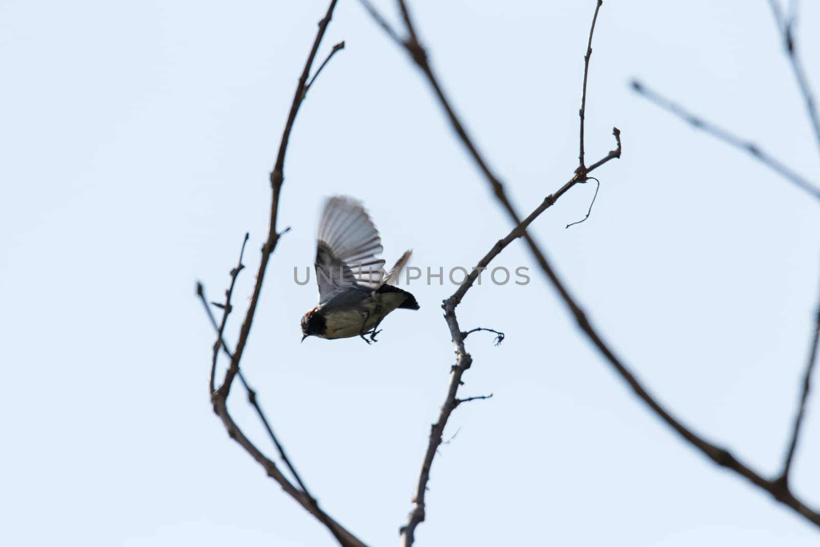little bird escaping photographer in between stick