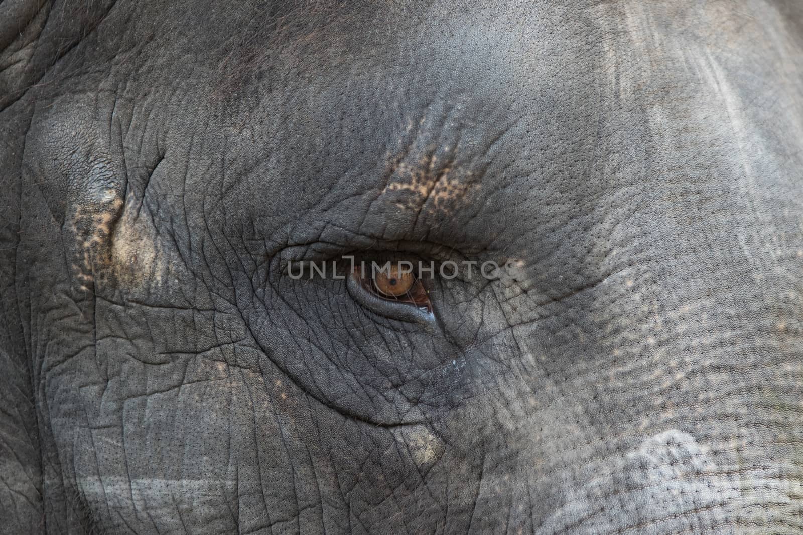Close up view of the elephant eye