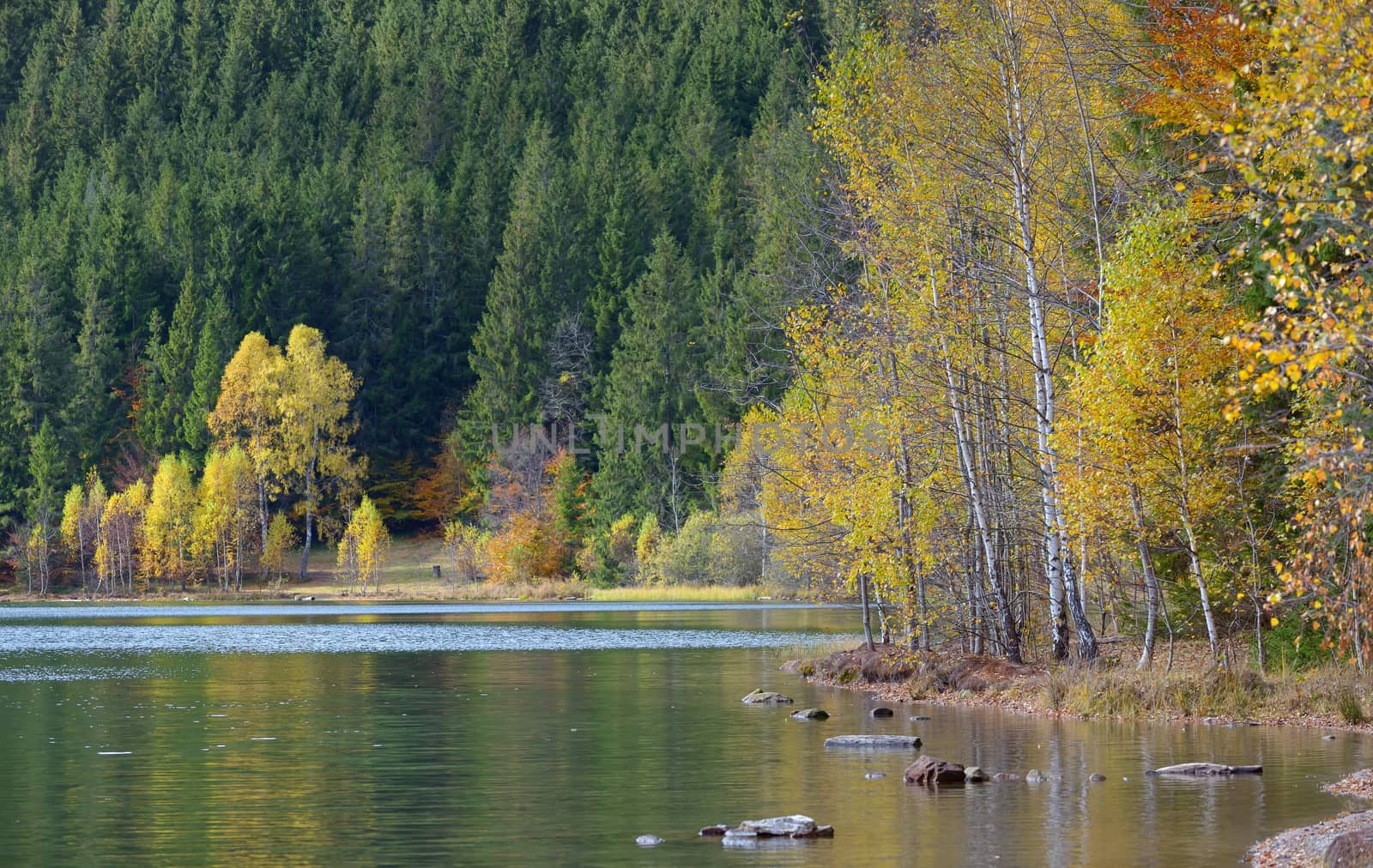 Autumn  with the yellow foliage, reflected in Lake Saint Ann