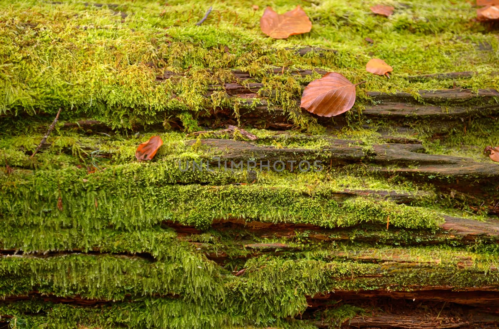 Abstract background of autumn leaves on tree