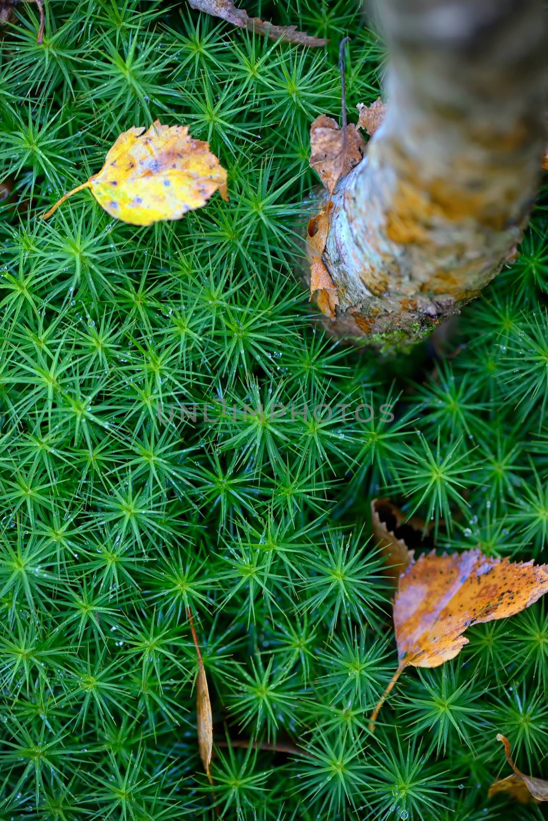 Common haircap moss abstract background in forest