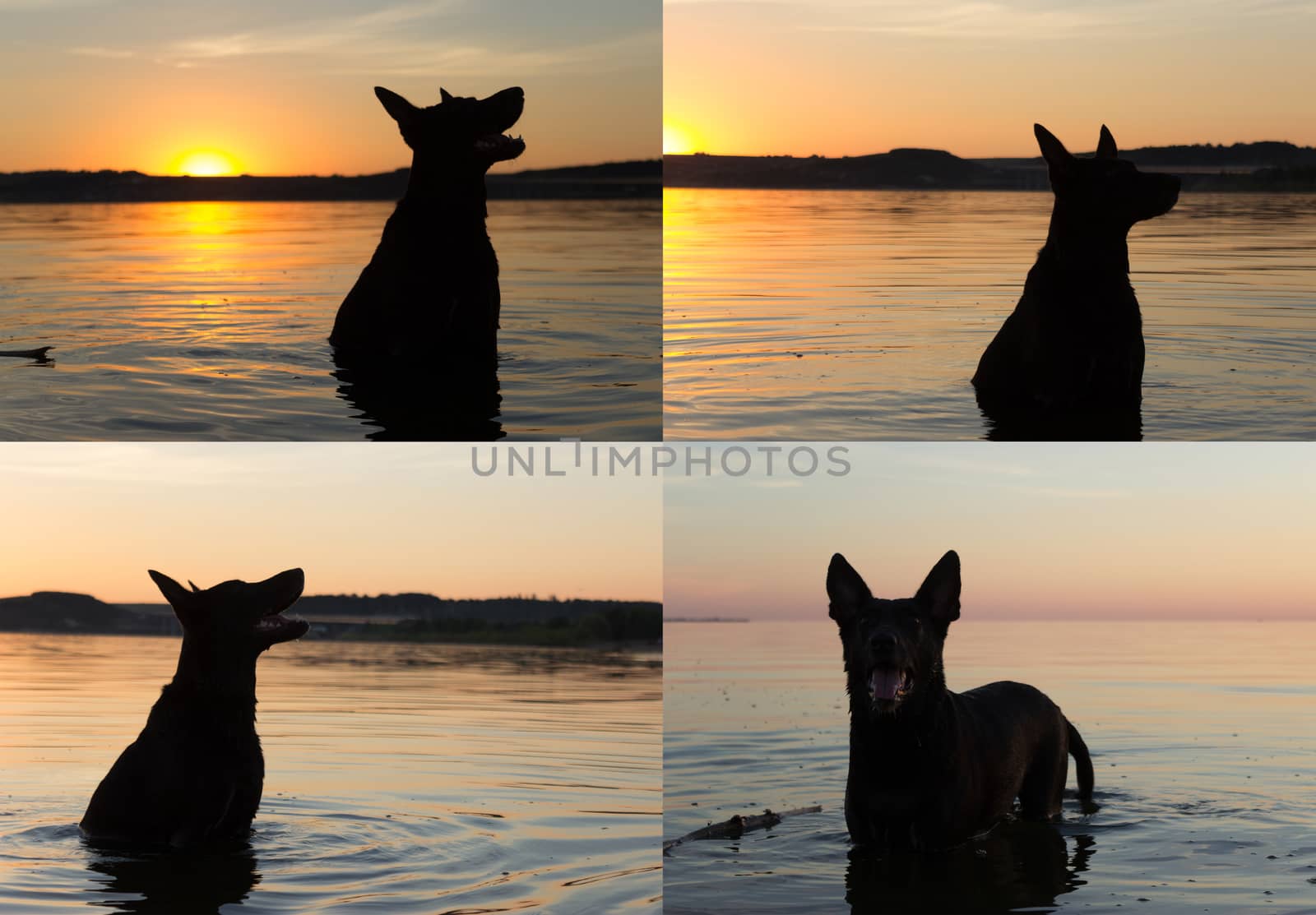 collage of four images, dog sitting in the water