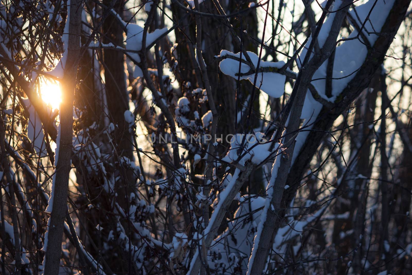 sunset through tree brunches covered with snow