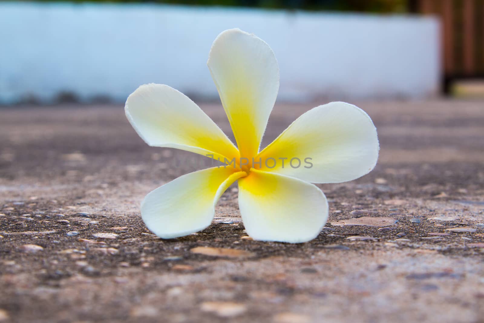 frangipani flower on the road by N_u_T