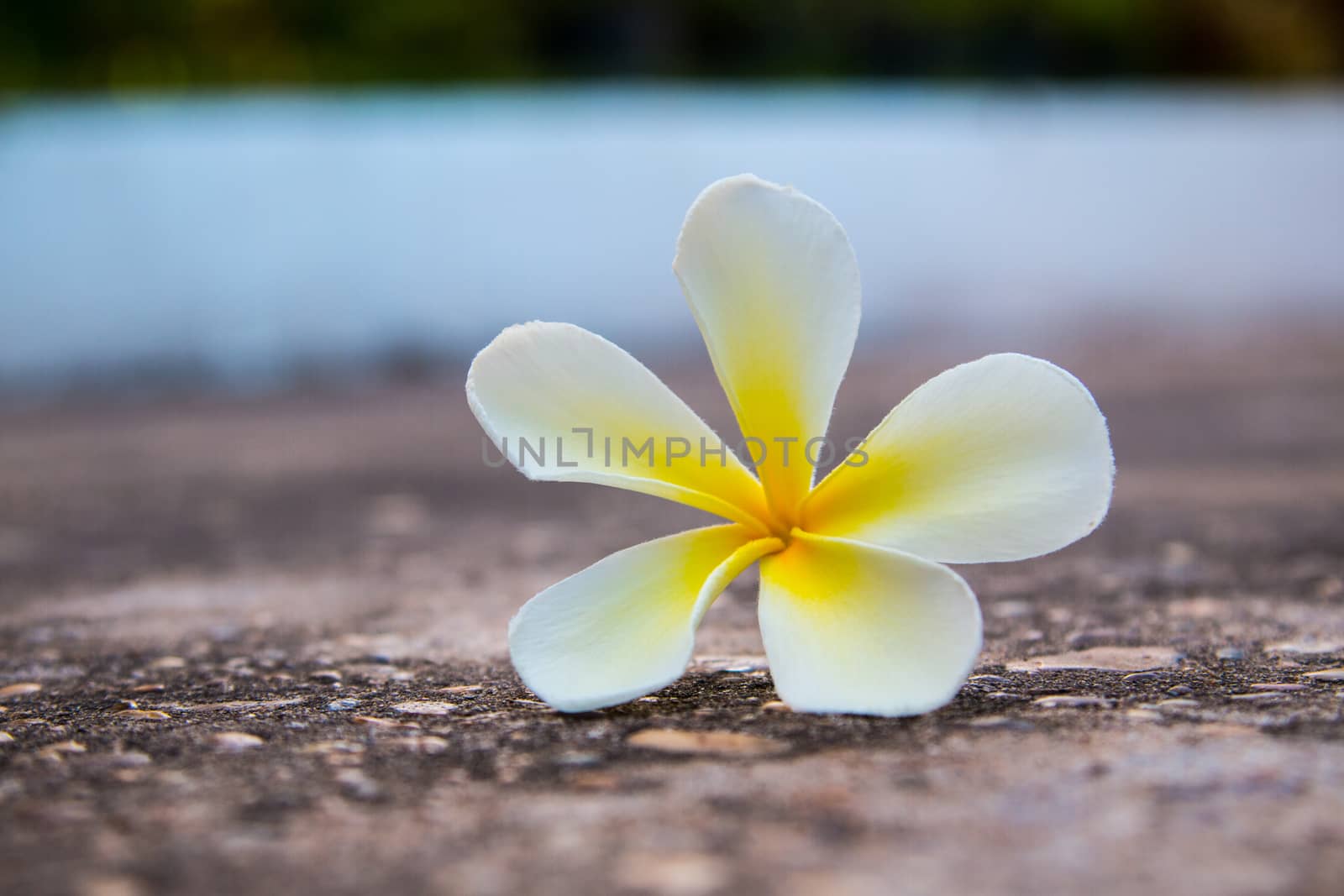 frangipani flower on the road