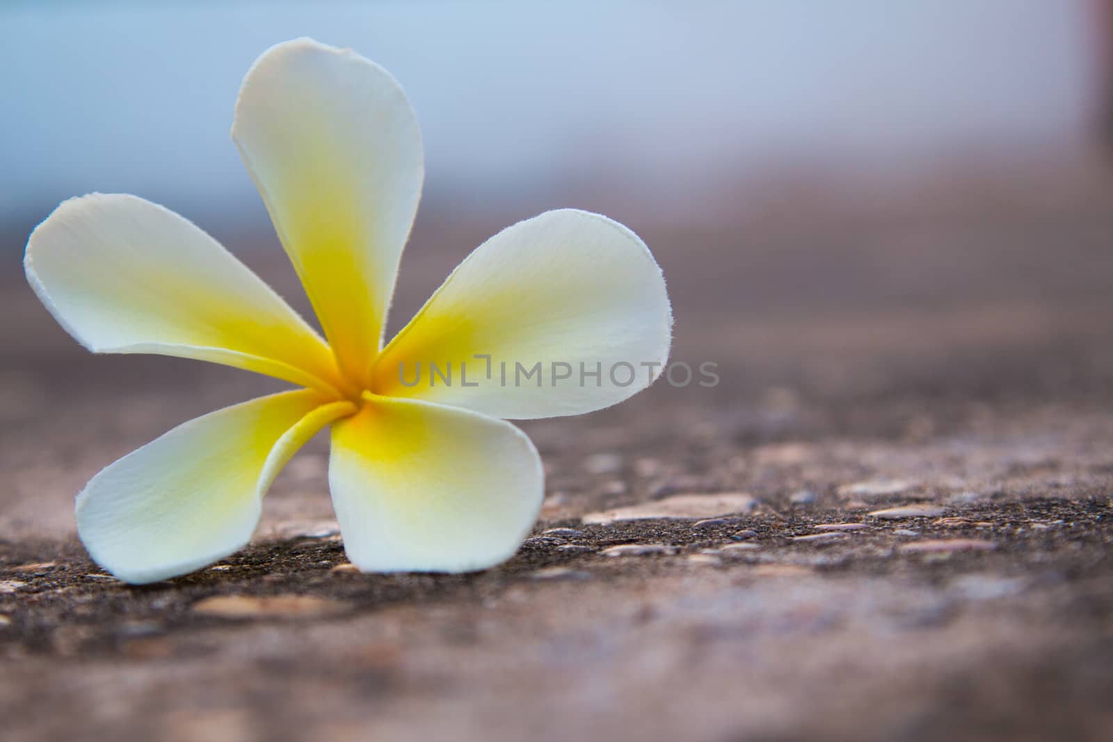 frangipani flower on the road by N_u_T