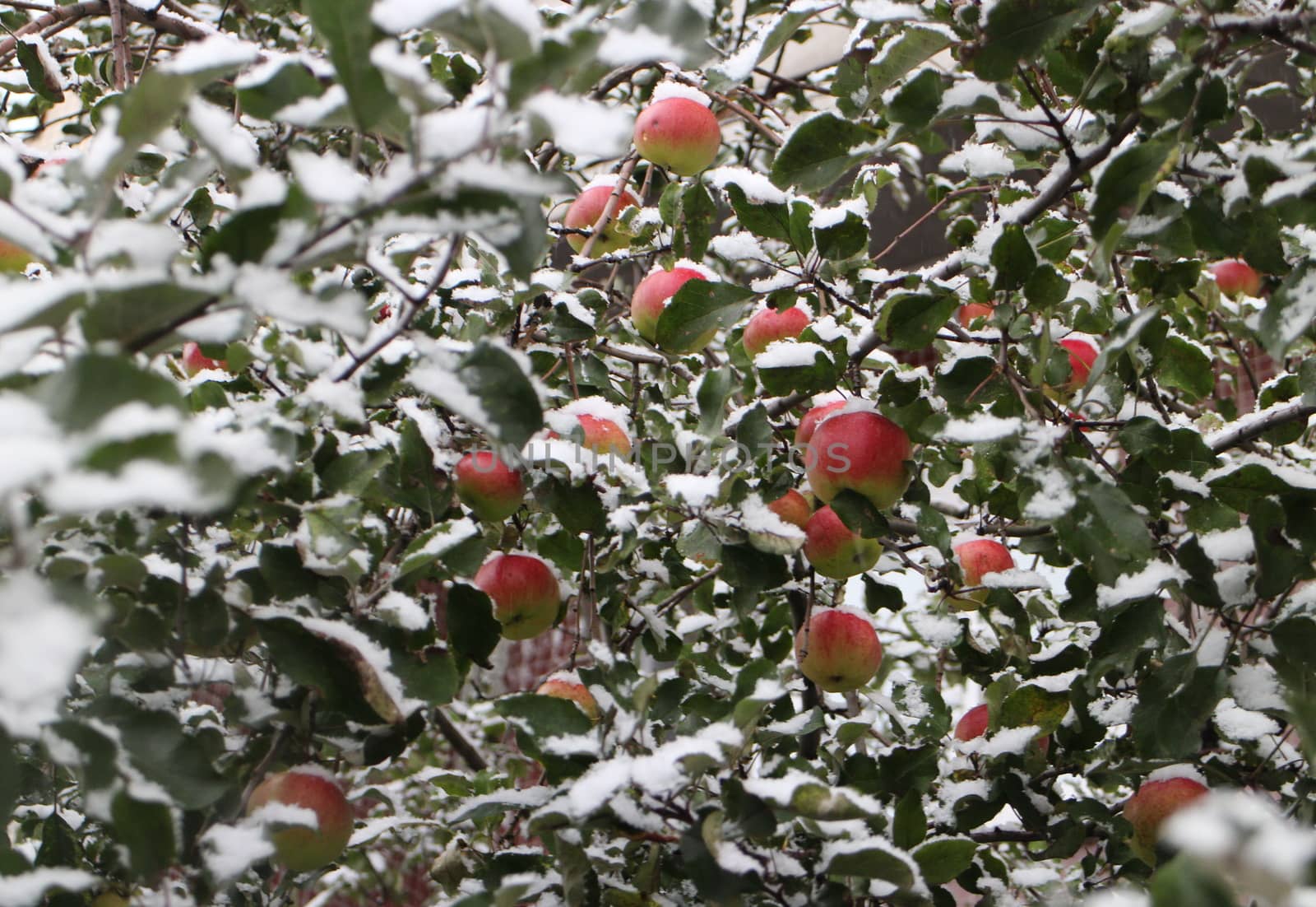 red apples on the branches covered with snow