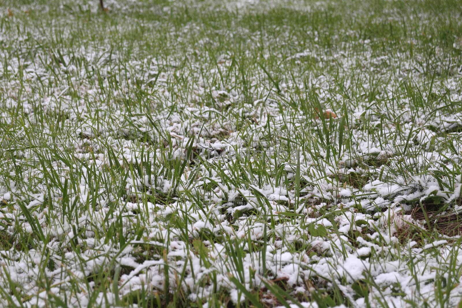 green grass under white snow 