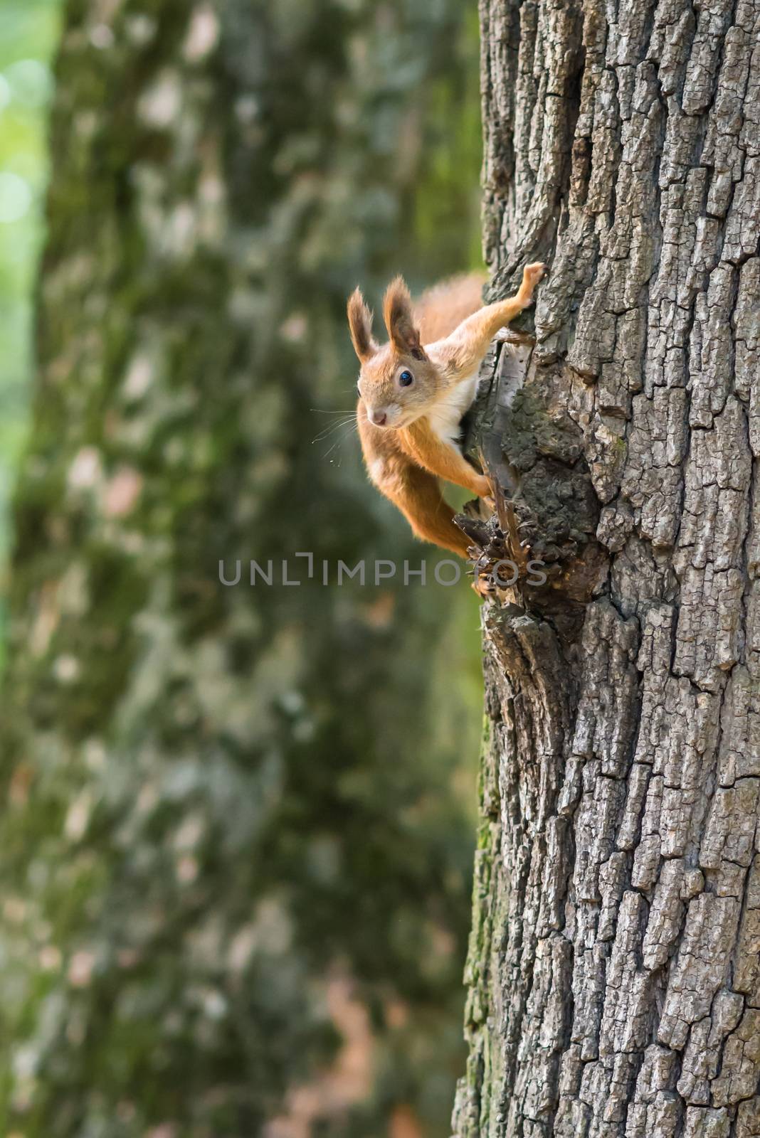 Squirrel on a tree in the Park by okskukuruza