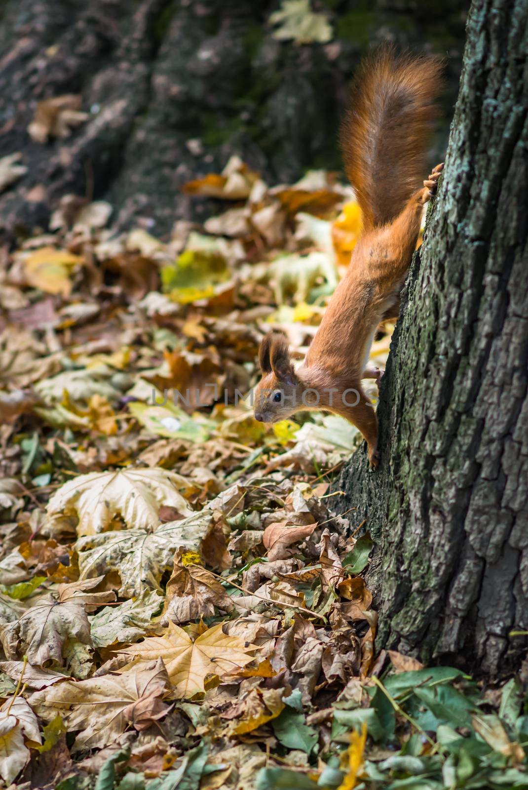 Wild red squirrel on a tree in the Park in autumn