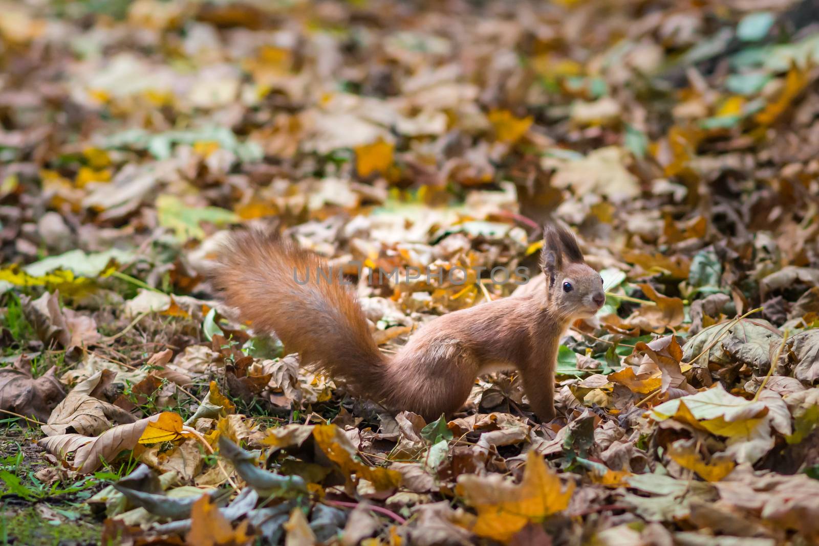 Squirrel in autumn Park by okskukuruza