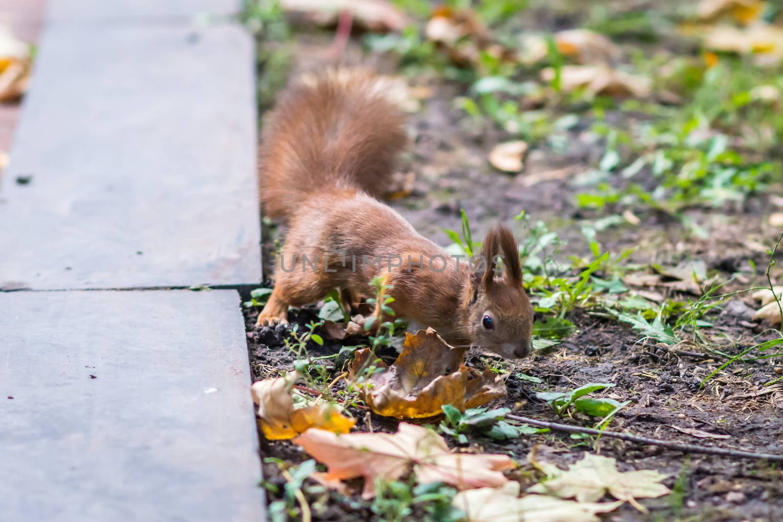 Squirrel in the park around the leaves in the park in autumn