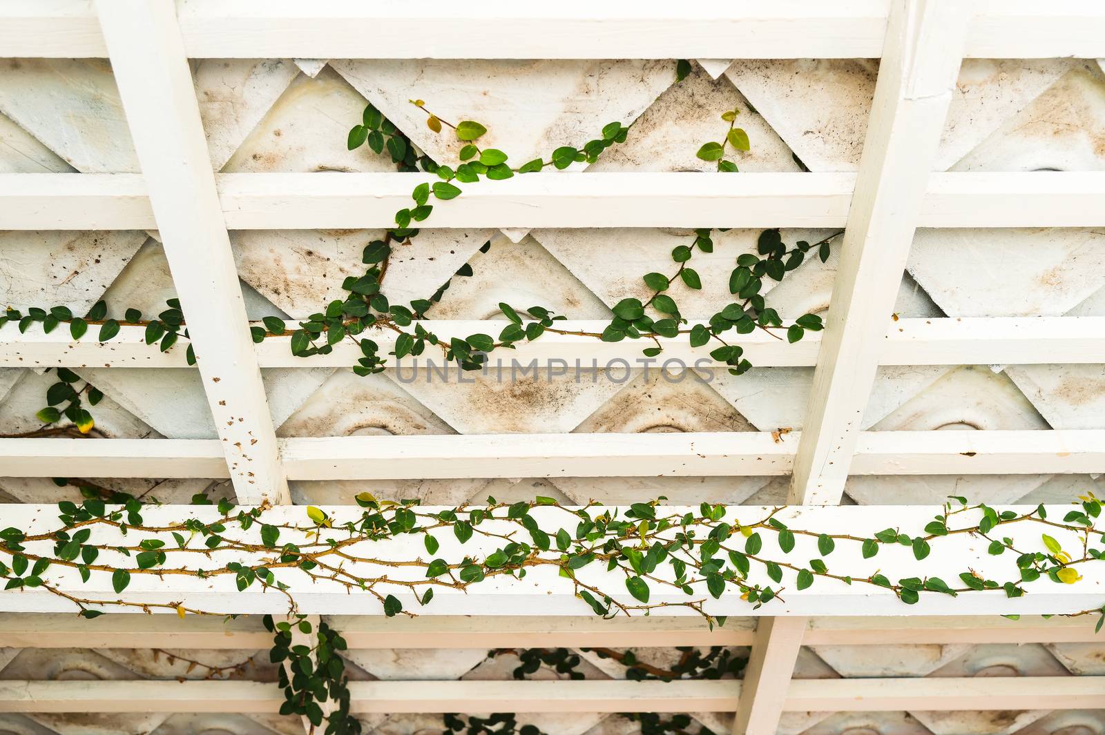 climber tree under the roof