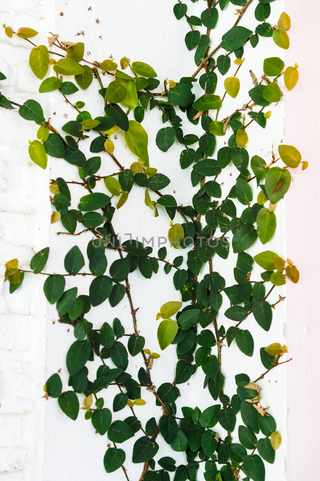 climber tree on wall