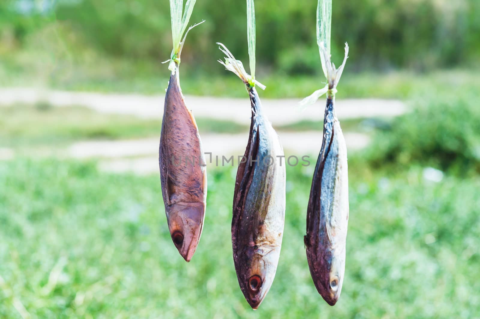 dried fishs hanging