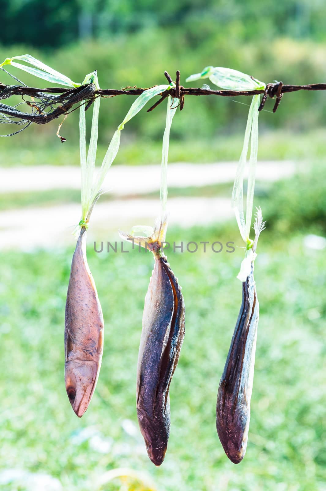 dried fishs hanging