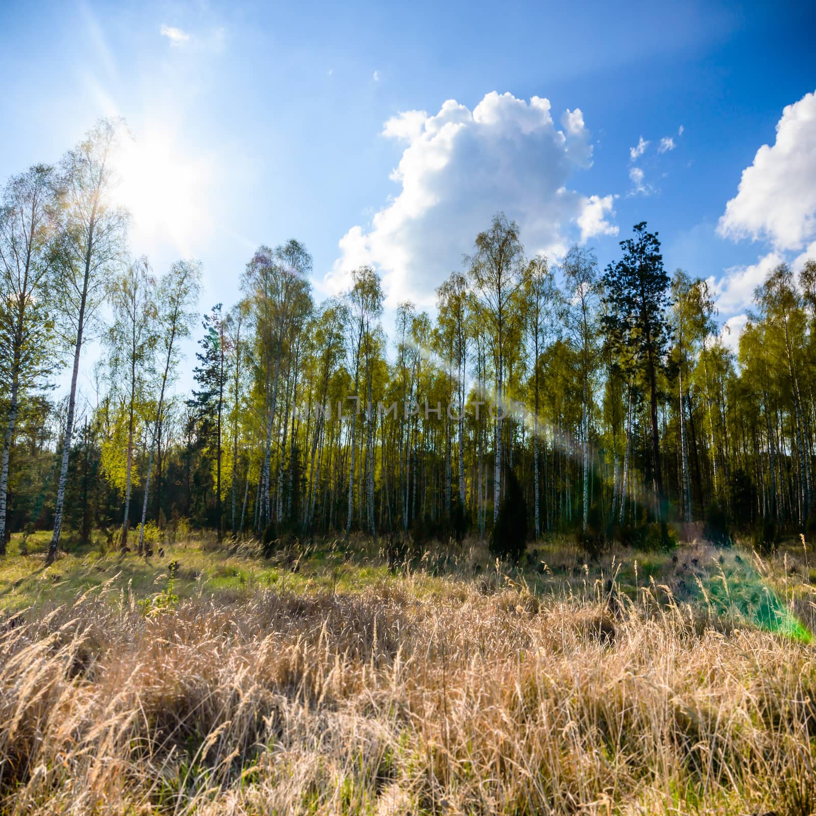 sunlight in the green forest, nature series