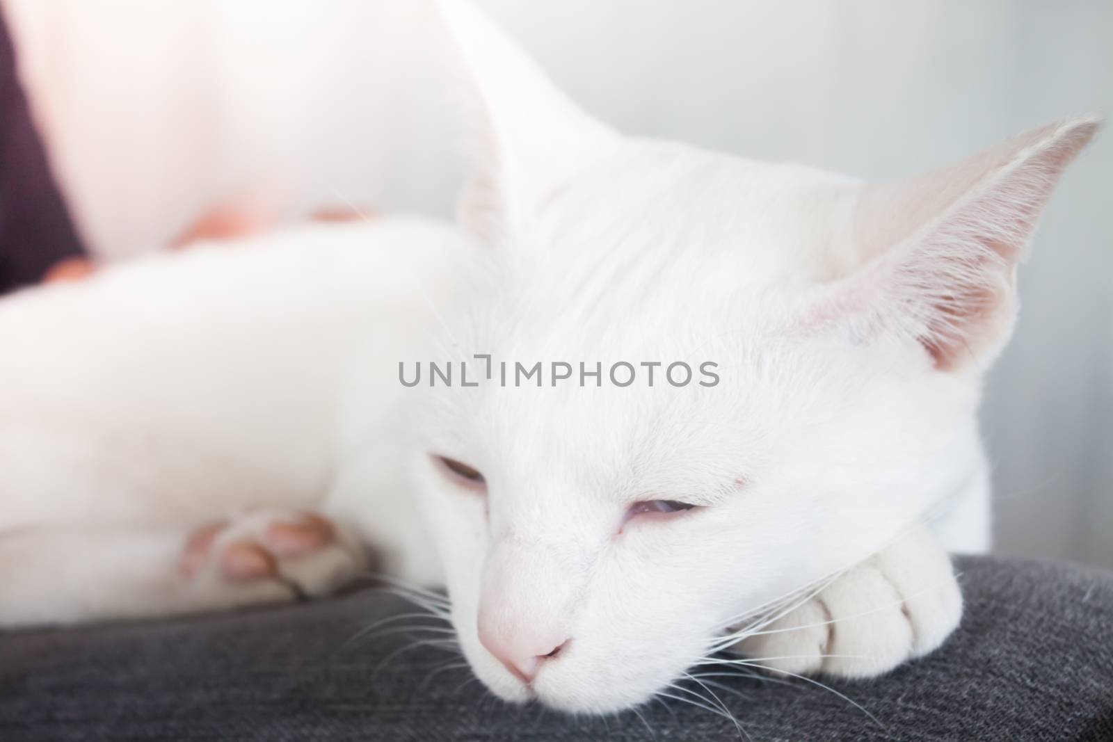 White cat sleeping in cat cafe by punsayaporn