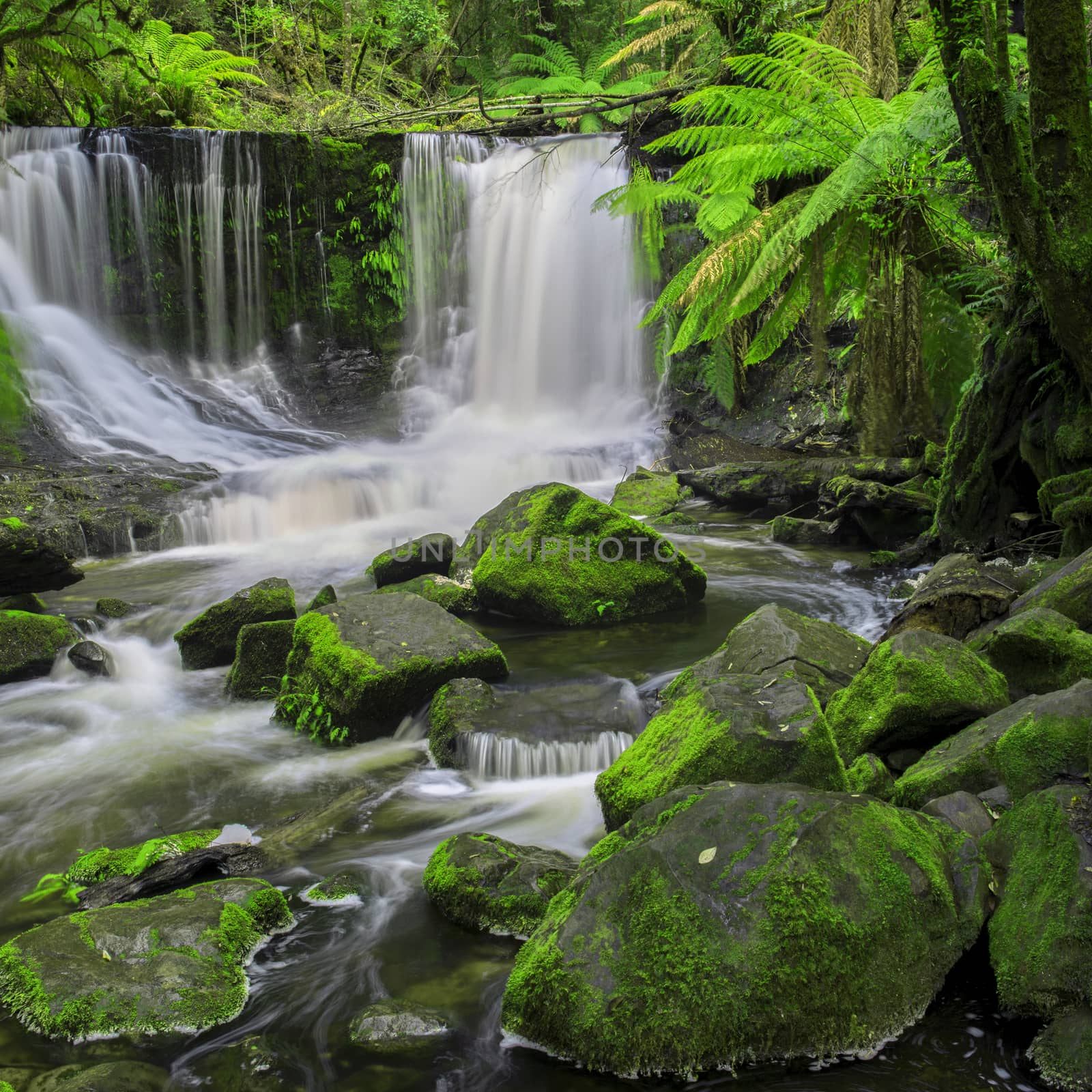 The beautiful Horseshoe Falls after heavy rain fall in Mount Field National Park, Tasmania, Australia