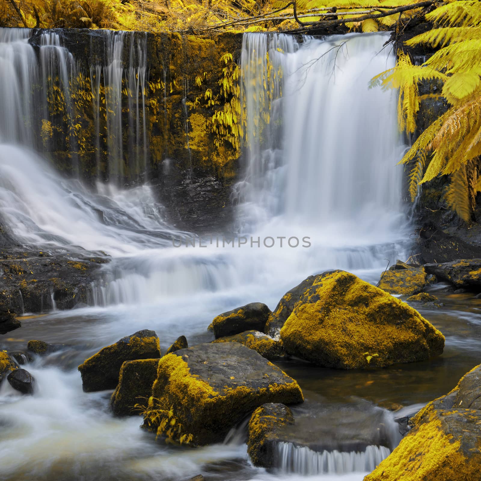 The beautiful Horseshoe Falls after heavy rain fall in Mount Field National Park, Tasmania, Australia. Abstract yellow and gold hues added.