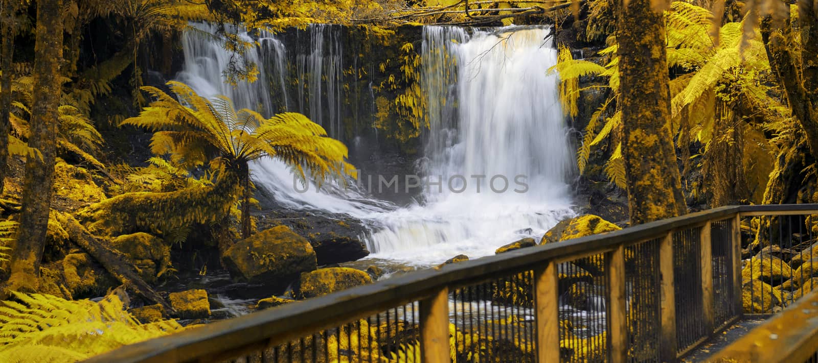 The beautiful Horseshoe Falls after heavy rain fall in Mount Field National Park, Tasmania, Australia. Abstract yellow and gold hues added.