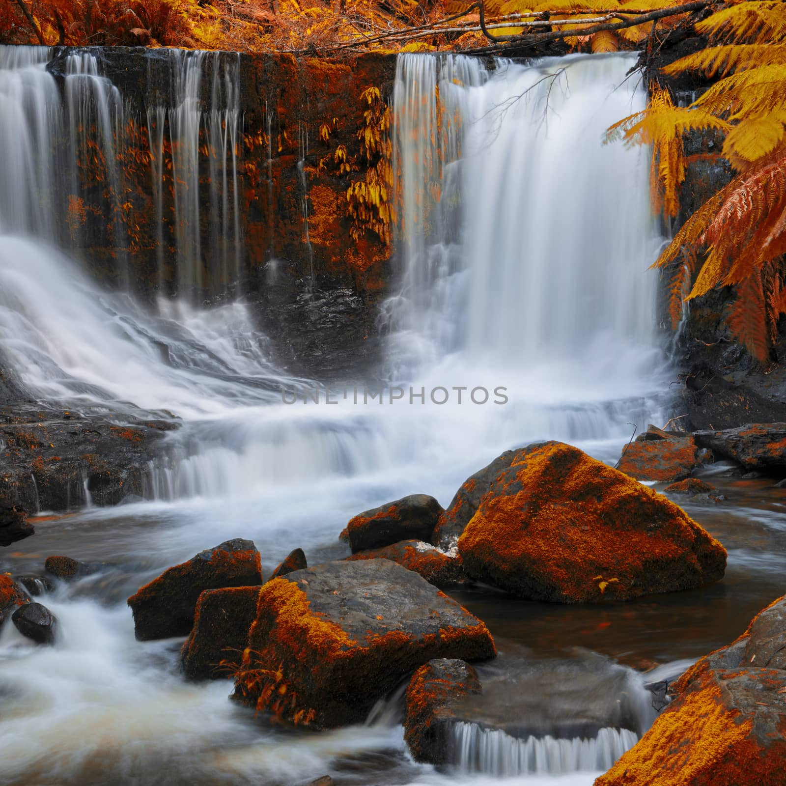 The beautiful Horseshoe Falls after heavy rain fall in Mount Field National Park, Tasmania, Australia. Abstract red hues added.