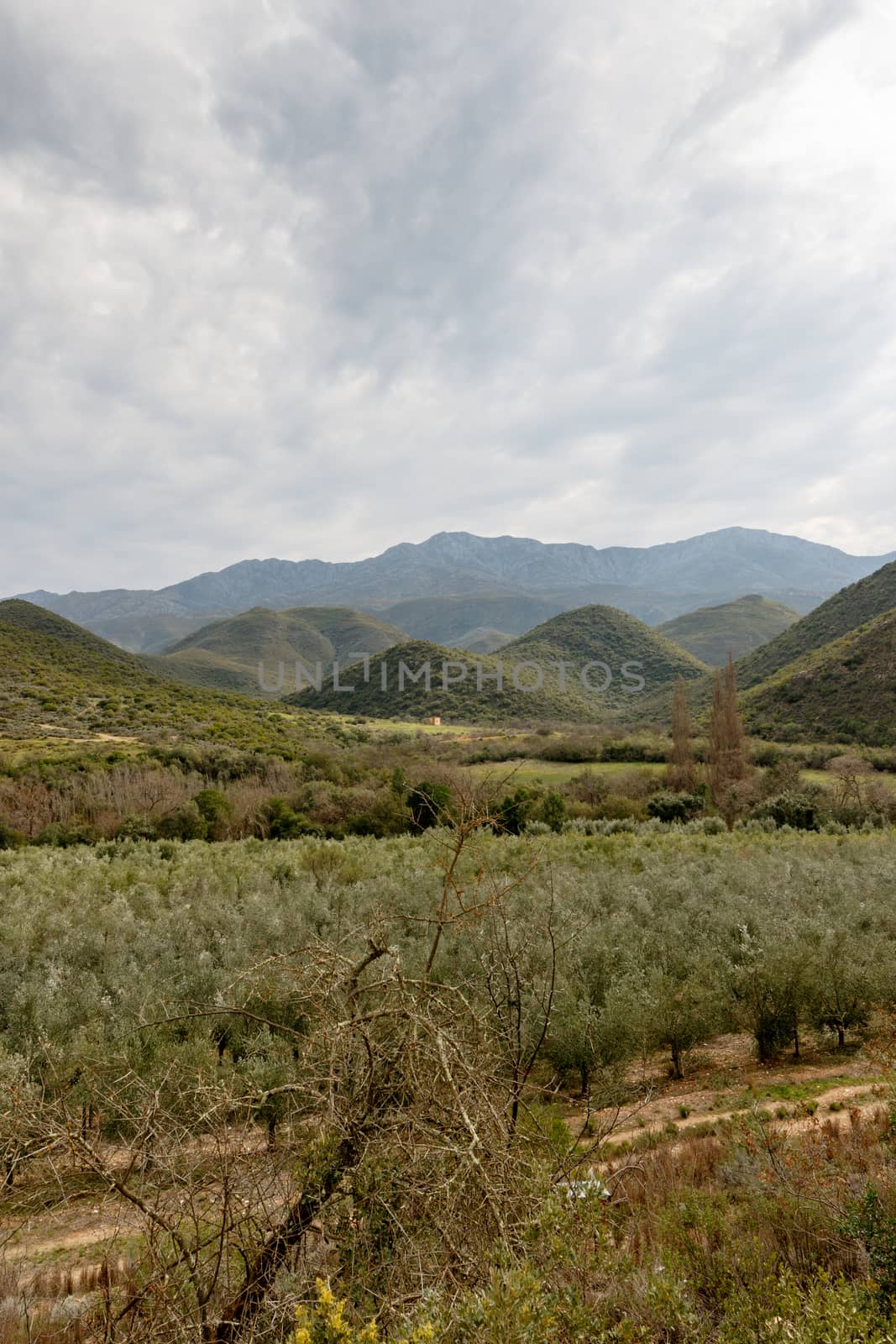 Portrait - Green orchard view with mountains and moody clouds by markdescande