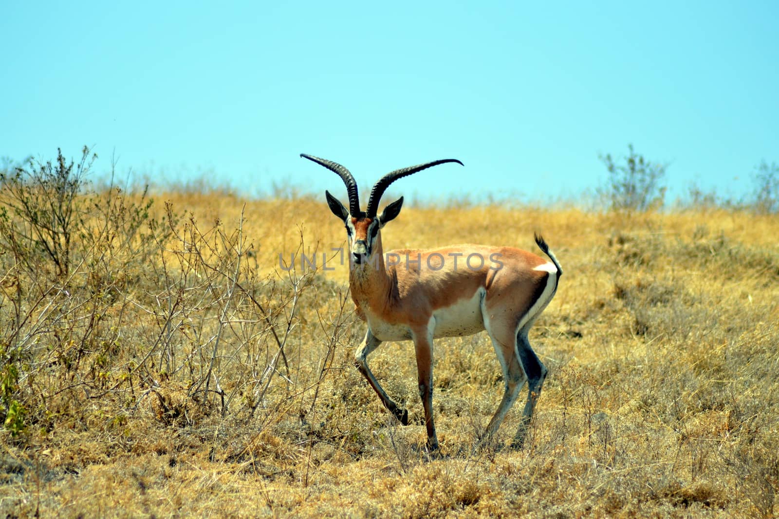 Gazelle the curious look in the African savannah