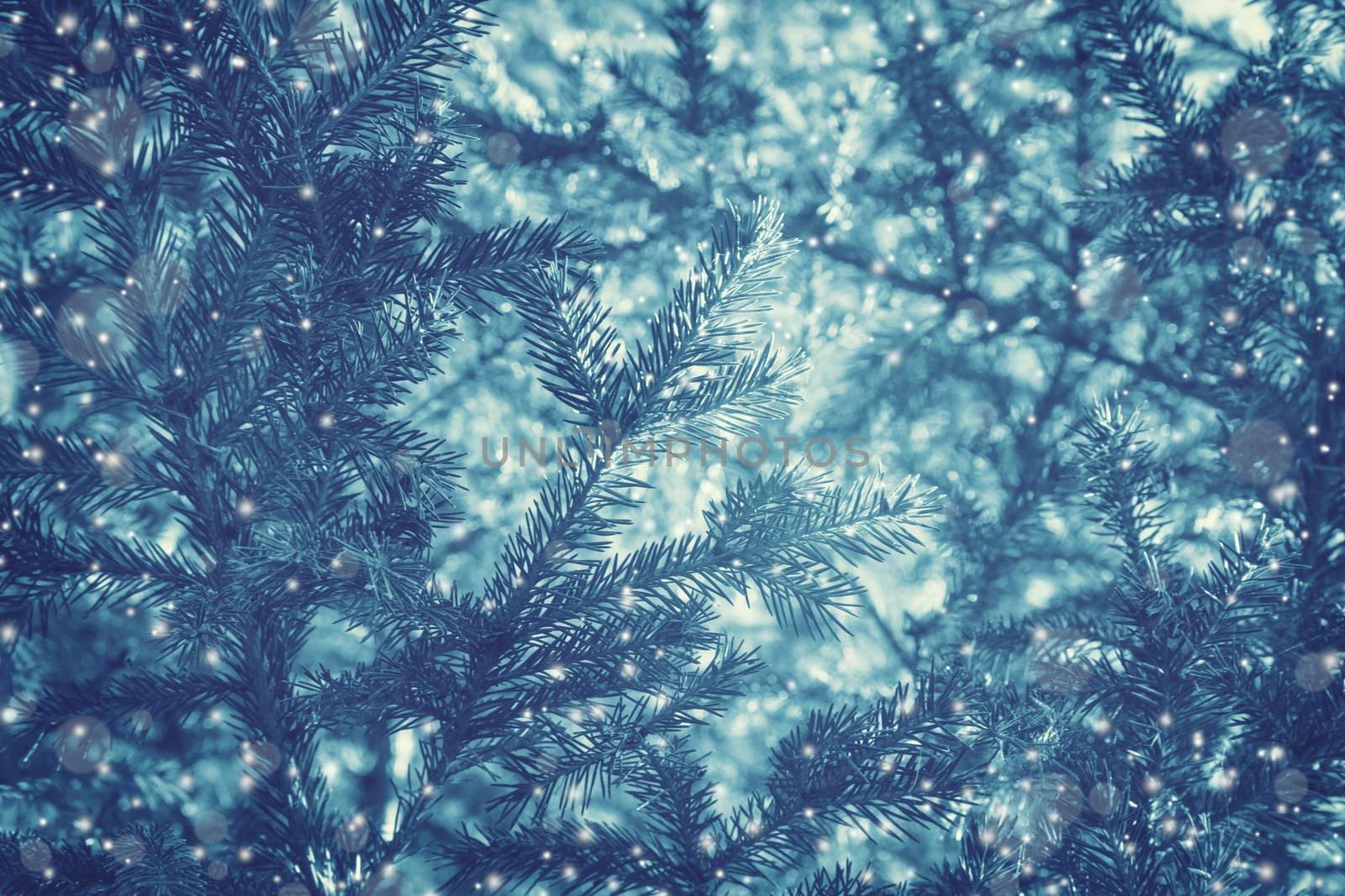 Creative blue winter New Year background with pine branches and snowflakes