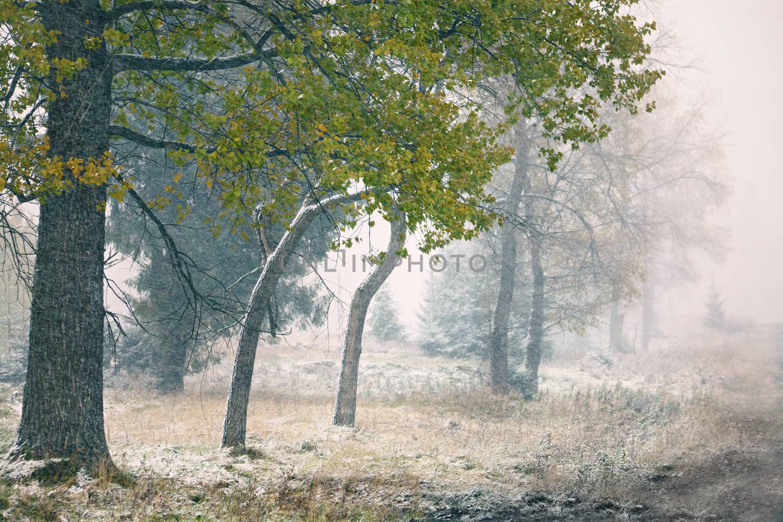 First snow in autumn. Snowfall in park. Snow on a green tree. 