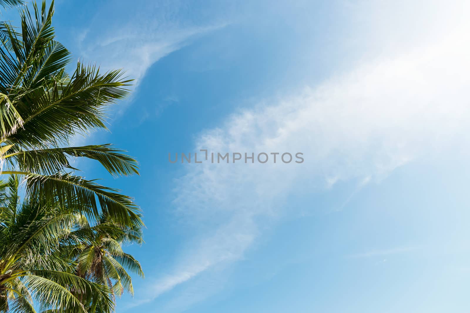 palm tree with clouds and blue sky and copyspace area by luckyfim