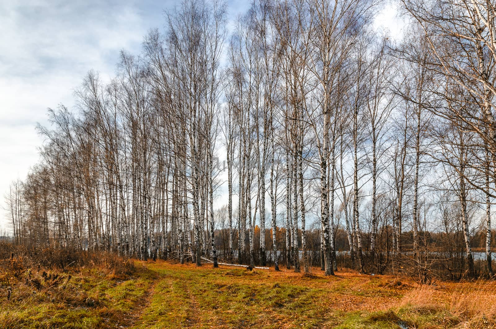 Birch grove on the shore of lake in autumn