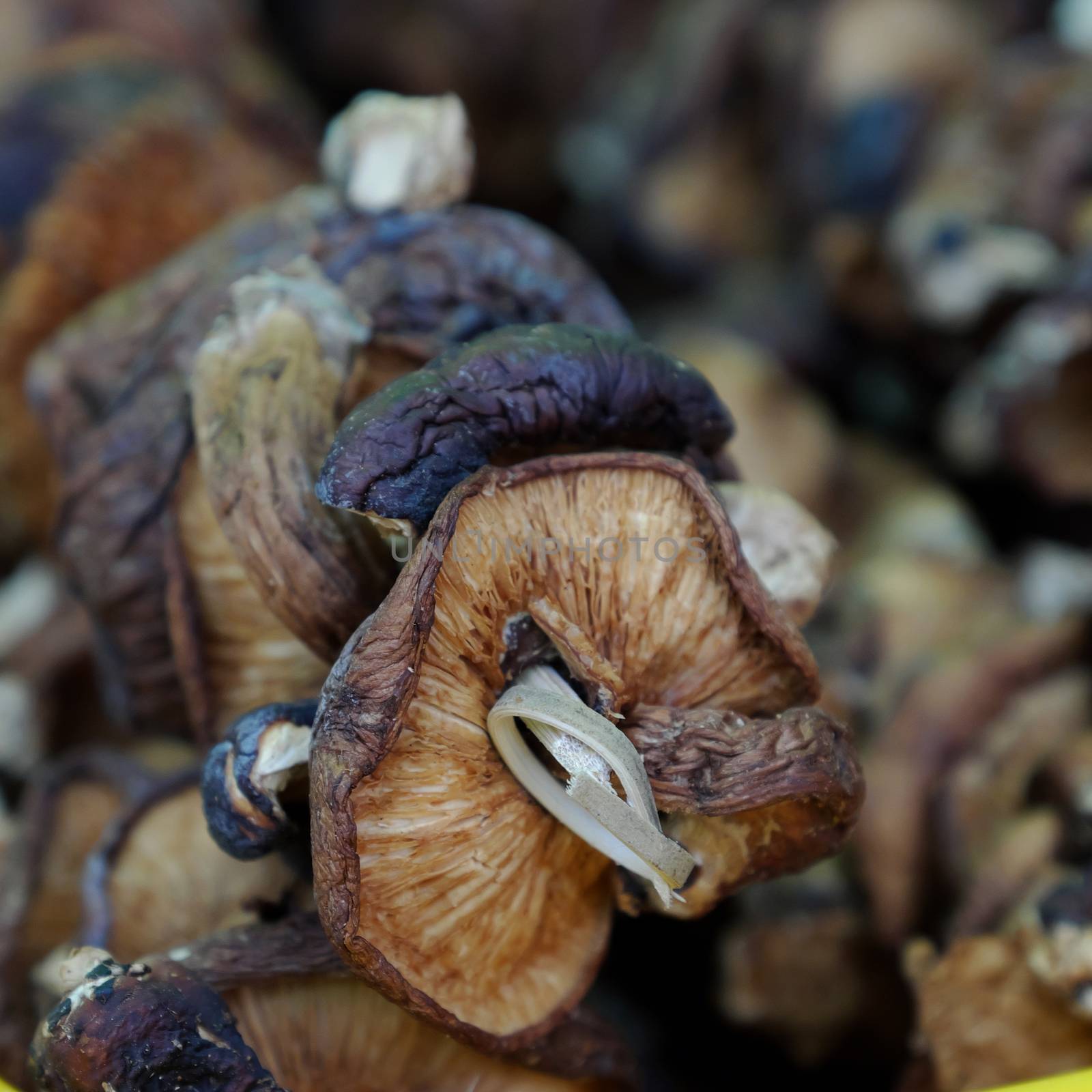 Dired mushroom at farmer market, organic agriculture product, safety food, nutrition, rich fiber also medicine and healthcare