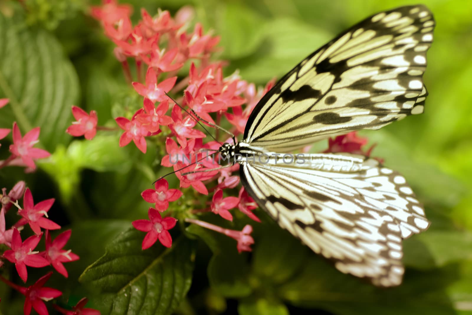 Close up un butterfly on flower