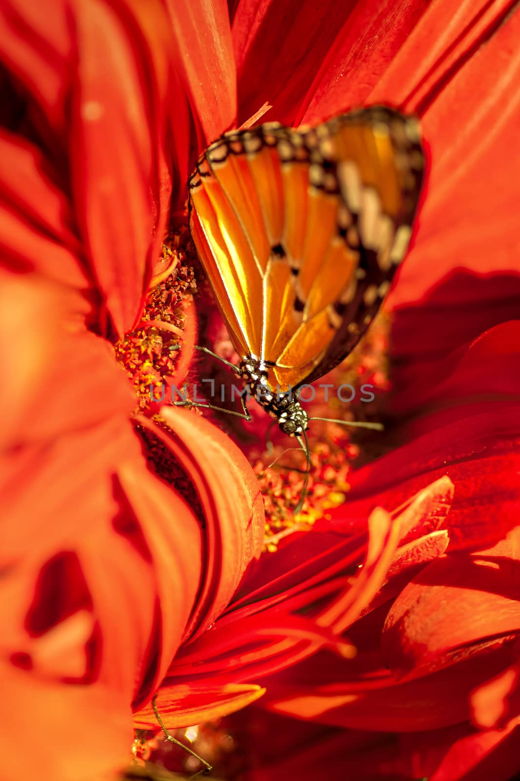 Close up un butterfly on flower