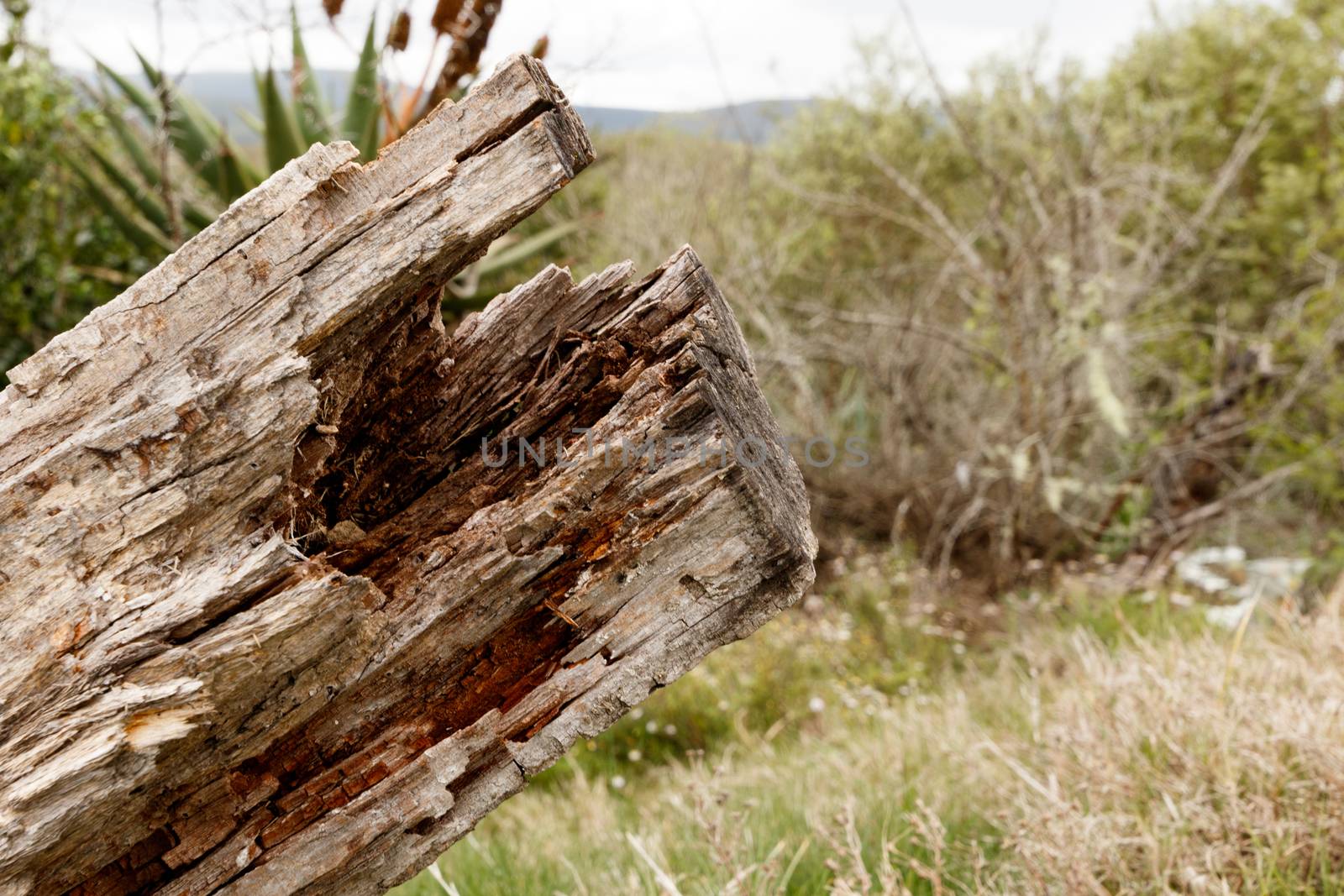 The bark of a dead tree trunk in the field of bush.