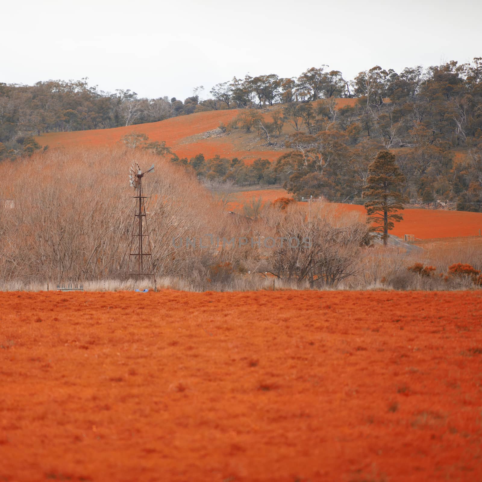 Farming field in Tasmania, Australia by artistrobd