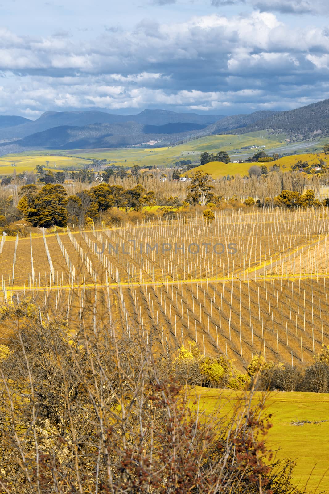 Farming field in Tasmania, Australia during the daytime.